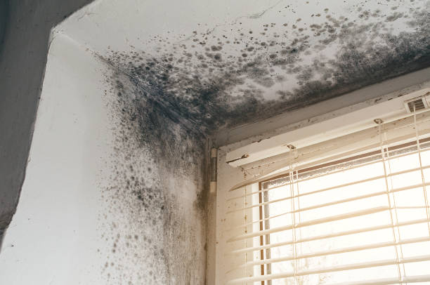 Trusted Mold Testing service in Hightstown, NJ - Cheap Mold Removal