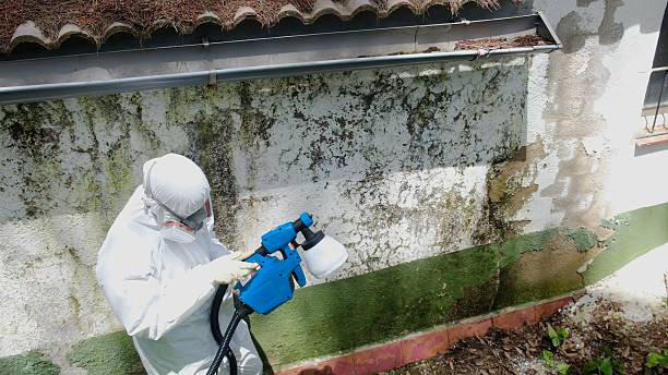 Trusted Mold Remediation service in Hightstown, NJ - Cheap Mold Removal